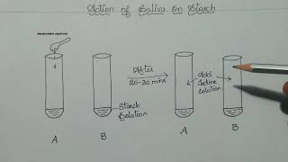 Action of saliva on starch explained in English and Telugu cbseclass10biology lifeprocesses [upl. by Niliac]