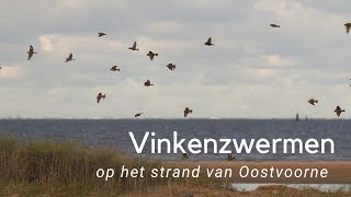 Vinkenzwermpjes op het strand van Oostvoorne 1091 [upl. by Al]