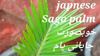 sagopalm japnese rooftopflowers indoorplants islmabad freeplants This is Japnese Sago Plam [upl. by Ateekan]