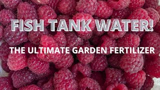 FISH TANK WATER THE ULTIMATE FREE AND NATURAL FERTILIZER FOR YOUR GARDEN BEDS [upl. by Bowles331]