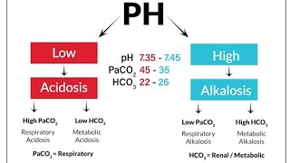 Acidocis and AlkalosisRespiratory vs Metabolic [upl. by Claus]