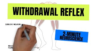 2Minute Neuroscience Withdrawal Reflex [upl. by Atolrac]