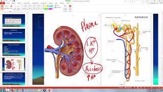 Hypokalemia and Hyperkalemia [upl. by Ennaitsirhc]