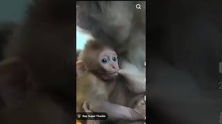 monkey funny videos chiks shorts chhotudada mrindianhacker viral monkeys funny videos [upl. by Aiouqes]