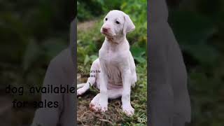 Rajapalayam dog available for sales Contact no  9489602371 [upl. by Llehcram]