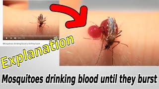 Mosquitoes drinking blood until they burst  EXPLANATION [upl. by Tiana]