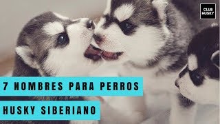 7 nombres para perros Husky Siberiano [upl. by Elroy91]