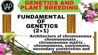 Architecture Of Chromosome Chromere Chromosome Matrix Centromere Secondary Constrction And Telomere [upl. by Sorvats]