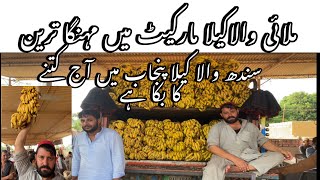 How Sindh banana is sold in Punjab  banana price  Today banana wholesale price in Attock punjab [upl. by Alyss136]