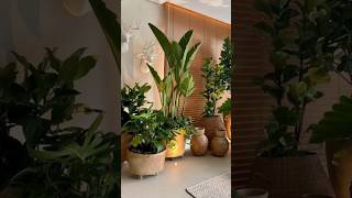 10 best tall large plants 🌱 for home indoorplants shorts [upl. by Esenwahs]