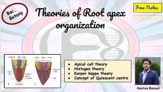 Theories of Root apex organization  Bsc  Free PDF notes  by VEX [upl. by Inah540]