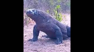 komodo Dragon eats [upl. by Prentice]