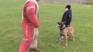 personal  family protection dog training [upl. by Shelba357]