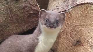 Springendes Hermelin  Jumping Stoat [upl. by Elephus]