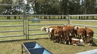 Feedlot ecológico el nuevo sistema de engorde de ganado bovino desarrollado por el INTA [upl. by Ayotas455]