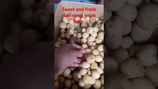 Sweet and fresh Lanzones from farm followers highlightseveryone everyone highlights [upl. by Reinhold455]