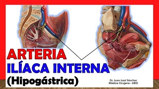 🥇 ARTERIA ILÍACA INTERNA Hipogástrica ¡Anatomía Fácil y Sencillaquot [upl. by Lougheed774]