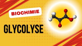 Biochimie  Glycolyse [upl. by Aleina]