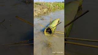 Banana Tree Fish trap with small cat fish 😁Shorts Fishing Viral fish [upl. by Eduino]