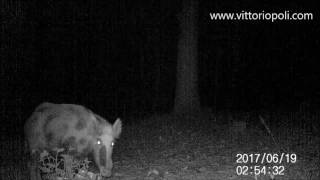 Wild boardomestic pig hybrid  Trail camera [upl. by Vannie836]