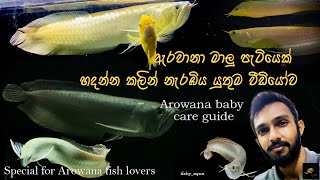 How to keep baby Arowana🐉ඇරවානා මාලු පැටියෙක් මැරෙන්නෙ නැතුව හදන විදිහSpecial for Arowana Lovers [upl. by Feodore]