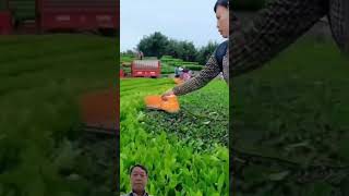 Tea Leaf Harvesting By Machine tealeaf harvesting satisfying [upl. by Bender]