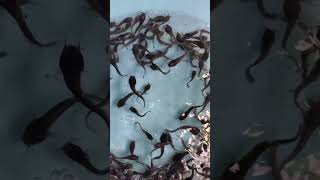 Catfish fingerlings [upl. by Hendry755]