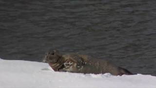 Harbor seal in Hudson River on shore of Haverstraw NY 12211 [upl. by Richy]