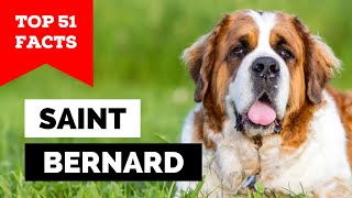 99 of Saint Bernard Owners Dont Know This [upl. by Lewls]