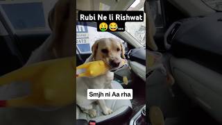 Rubi Ne Li Injection k Badle Rishwat 🤑 ll labra rubi ll doglover labrador youtubeshorts shorts [upl. by Eliak977]