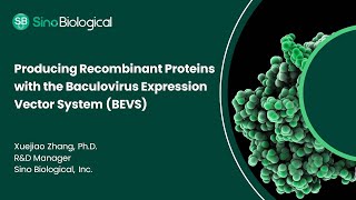 Producing Recombinant Proteins with the Baculovirus Expression Vector System BEVS [upl. by Erasaec]