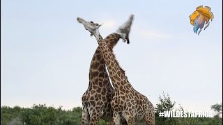 Giraffes Fighting  Kruger Park Sightings  Amazing Animal Videos [upl. by Huttan]