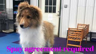 Sable amp White Sheltie Girl for Sale [upl. by Cirda626]