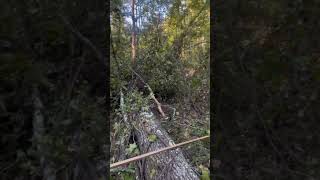 These vines are a death trap out here horselogging vines vine killervines logging timber [upl. by Burrows]