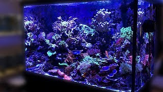 Should I start reefkeeping Kettering Aquatics Shop Tour [upl. by Bellamy17]