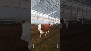 🔴 SIMMENTAL CATTLE ✅ Biggest Bulls And Cow [upl. by Geraud]