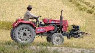 Chinese zwadmaaier in de graanoogst in Tibet [upl. by Greenquist731]