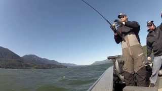 Spring Chinook Herring Takedowns 2013  LeakyWadersFishing [upl. by Halilahk]