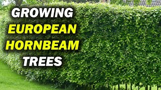 How To Grow Carpinus Betulus European Hornbeam Trees [upl. by Enelav]