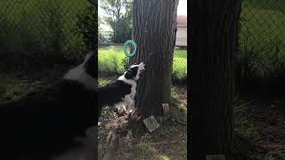 Border collie non stop barking when I touch the tree [upl. by Earezed417]