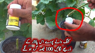 how to use rooting Hormone powdercutting kyon nahi grow hoteCutting Lgane ka tarika [upl. by Daisi]