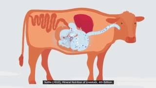 Multimin  mineral injection for cattle [upl. by Oirevlis]