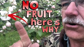 4 Reasons Why Your Fruit Tree is Not Producing Fruit [upl. by Enelak39]