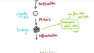 GCSE Biology  B2 Cell division OVERVIEW [upl. by Tallbott]