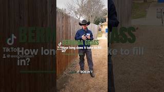 How long does Bermuda grass take to fill in 🌱 Bermudagrass Bermuda Lawn LawnCare Grass DFW [upl. by Bullivant]