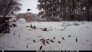 Bażantymuflonylis czas zimyPheasants mouflons fox  winter time [upl. by Aicirtam]