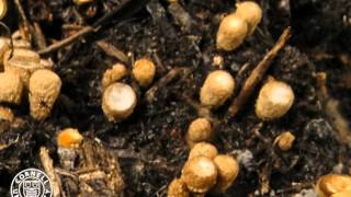 Cyathus striatus a birds nest fungus [upl. by Ecidnacal648]