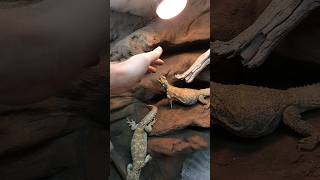 This spicy ornate uromastyx bit me uromastyx reptile diyterrarium lizard spicy angry bite [upl. by Annodam]