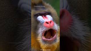 Mandrill  Natures Most Colorful Primates and the Largest Monkey on Earth [upl. by Arlie393]