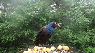 Common Grackles [upl. by Ylim]